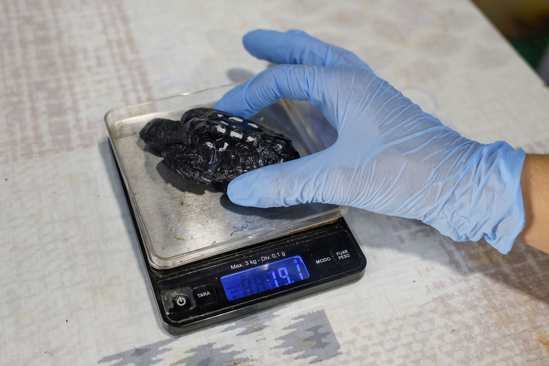 En imágenes, las tortugas bobas en las instalaciones del Imida en San Pedro del Pinatar