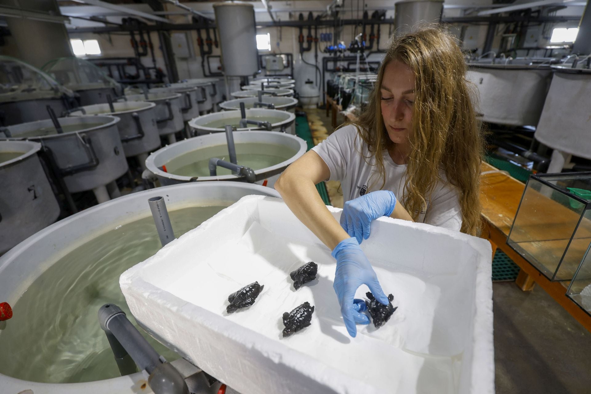 En imágenes, las tortugas bobas en las instalaciones del Imida en San Pedro del Pinatar