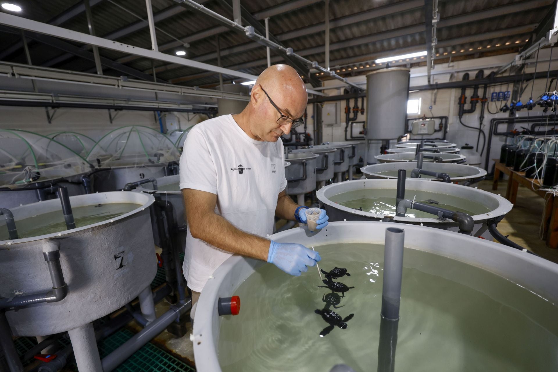 En imágenes, las tortugas bobas en las instalaciones del Imida en San Pedro del Pinatar