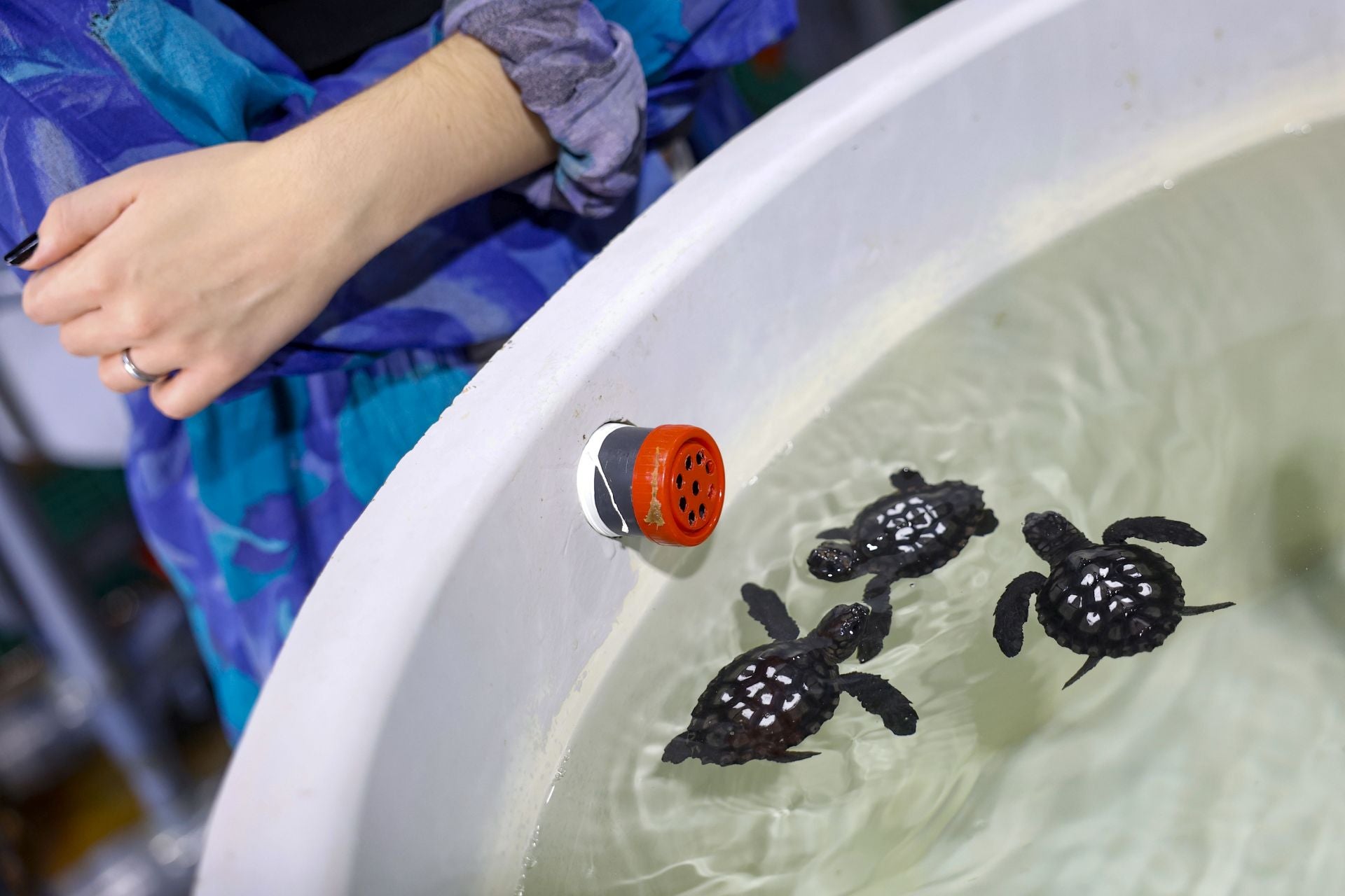 En imágenes, las tortugas bobas en las instalaciones del Imida en San Pedro del Pinatar