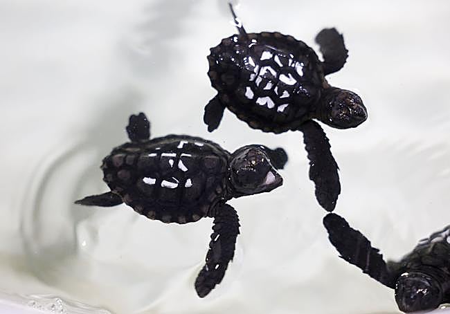 Galería de imágenes.