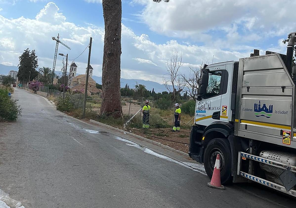 Dos operarios riegan uno de los pinos.