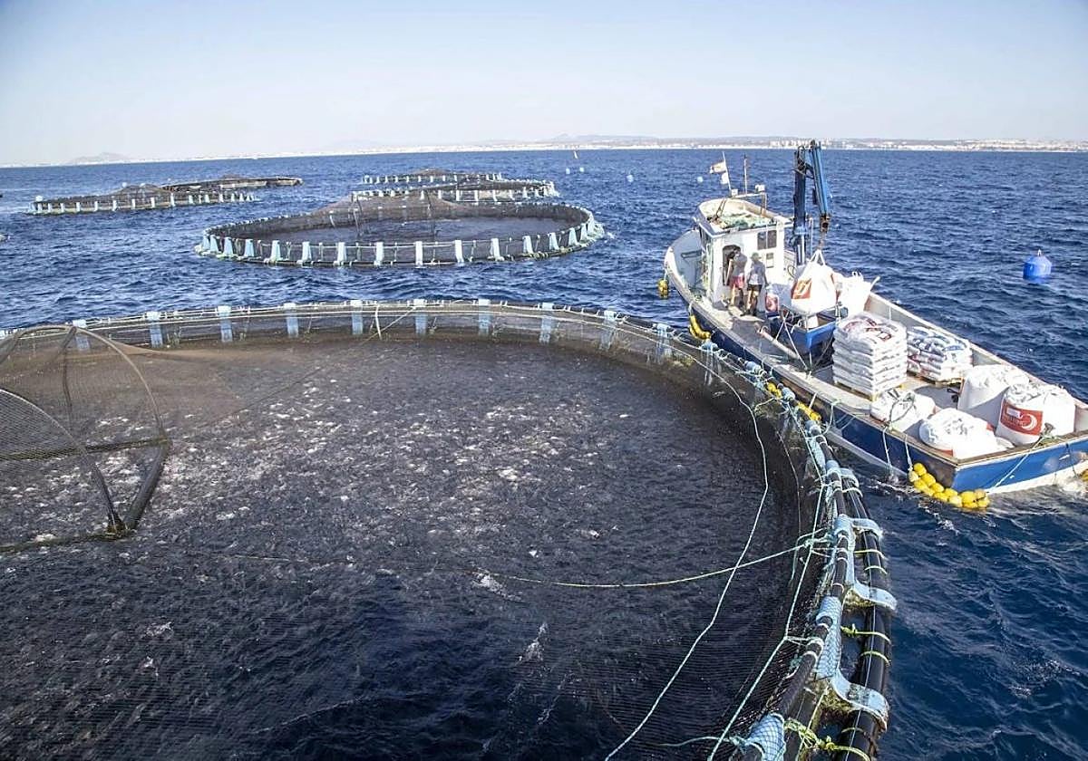 Vivero de dorada y lubina en una piscifactoría de San Pedro del Pinatar.