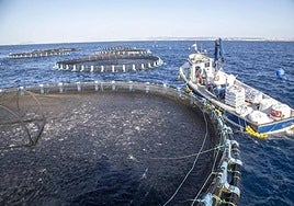 Vivero de dorada y lubina en una piscifactoría de San Pedro del Pinatar.