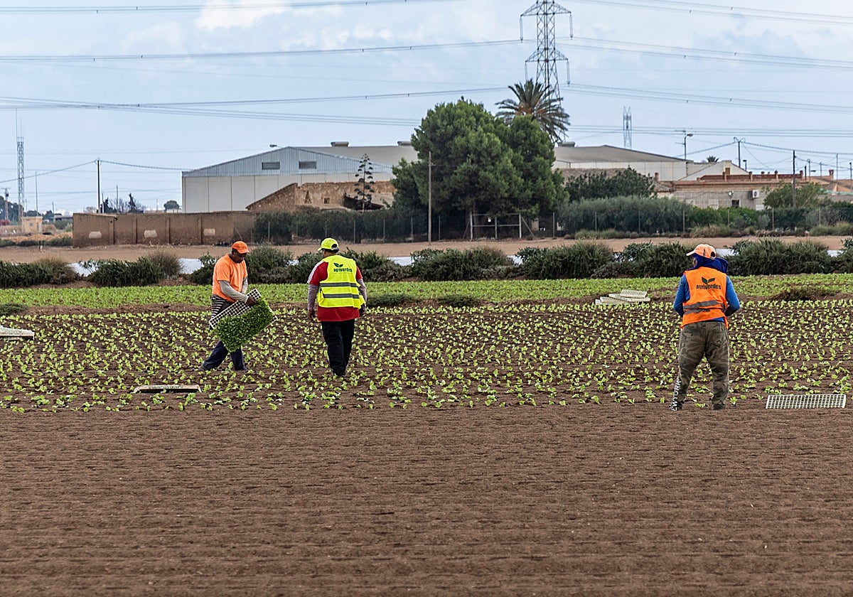Varios jornaleros colocan plantones de lechuga en una finca próxima a La Palma (Cartagena), este miércoles.