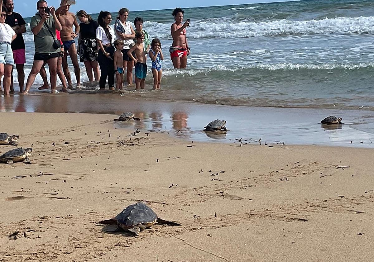 Imagen principal - La playa de La Mata en Torrevieja acoge la primera entrada en el mar de 16 tortugas boba