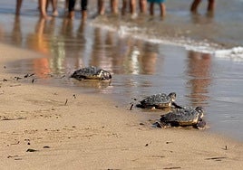 Tres ejemplares entran en el mar.