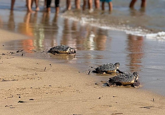 Tres ejemplares entran en el mar.