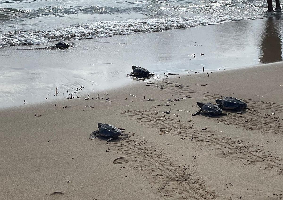 Imagen secundaria 1 - La playa de La Mata en Torrevieja acoge la primera entrada en el mar de 16 tortugas boba