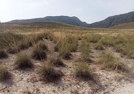 Medio Ambiente inicia una intervención para recuperar y mejorar el hábitat en los montes públicos de Calasparra