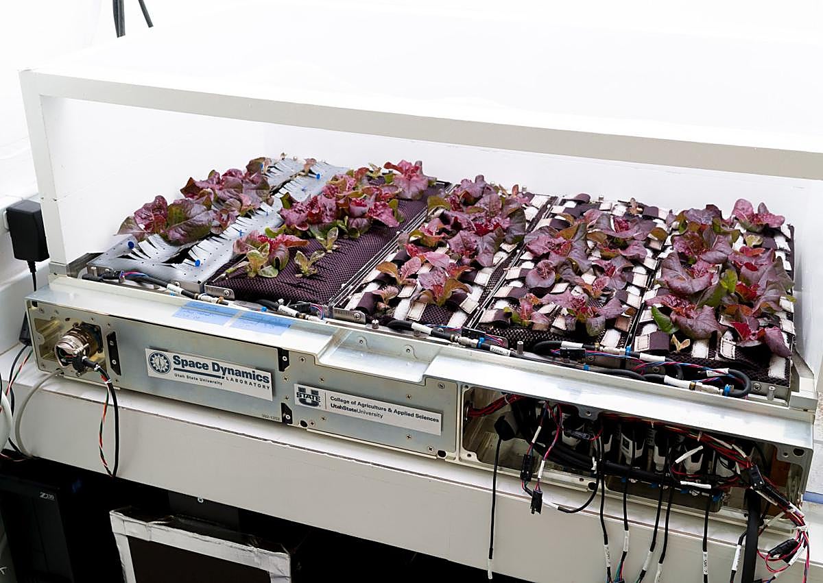 Imagen secundaria 1 - Bandeja de cultivo de lechuga diseñado por el ingeniero murciano para la NASA. | Tomates cherry, en un ensayo de laboratorio.