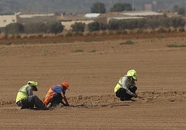Trabajadores agrícolas en el Campo de Cartagena, en una imagen de archivo.