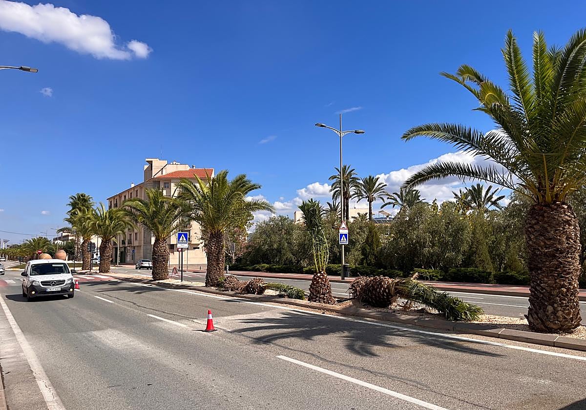 Varias avenidas de Alhama de Murcia recuperan las palmeras tras la plaga del picudo rojo
