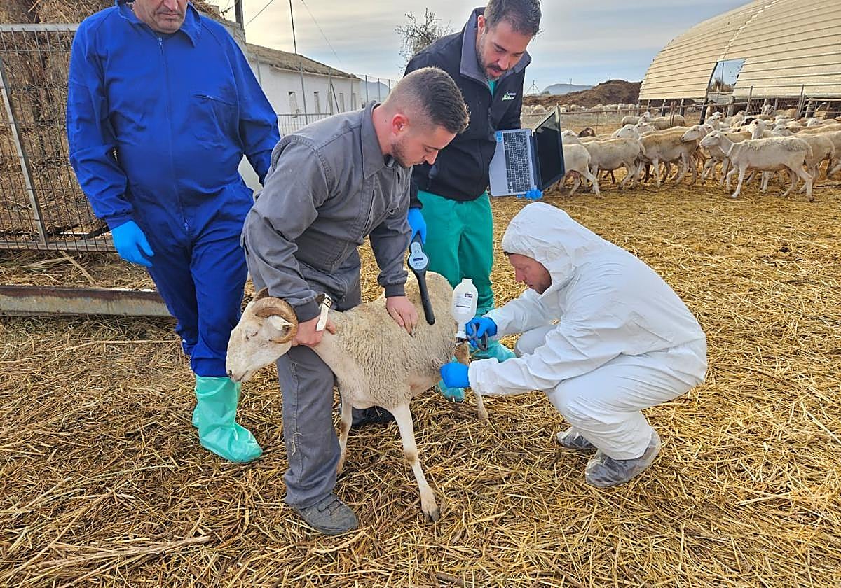 Vacunación contra la lengua azul.