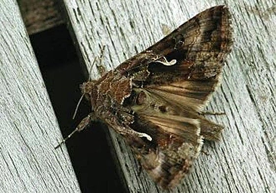 Imagen de archivo de una polilla.