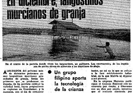 Pioneros. El diario LA VERDAD contaba en 1982 el proyecto de Hernández Ros y señalaba que sería la primera vez que se criaban langostinos en cautividad.