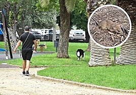 Zona de juegos donde las madres denuncian que han aparecido ratas. En detalle, un roedor.