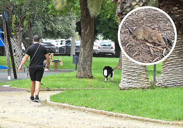 Zona de juegos donde las madres denuncian que han aparecido ratas. En detalle, un roedor.
