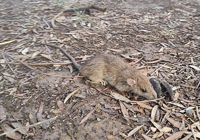 Ejemplar de rata fotografiado por los vecinos.