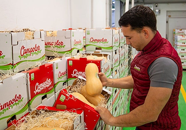 Juanfran Guevara, director de Estrategia (CSO) de Agrícola Campolor, revisa cajas de calabaza butternut.