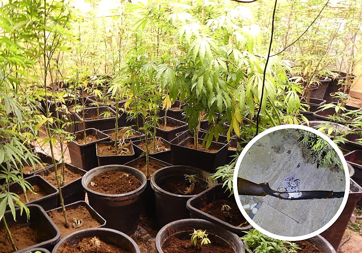 Plantas de marihuana halladas durante los registros y una escopeta, supuestamente utilizada durante los golpes.