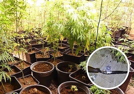 Plantas de marihuana halladas durante los registros y una escopeta, supuestamente utilizada durante los golpes.