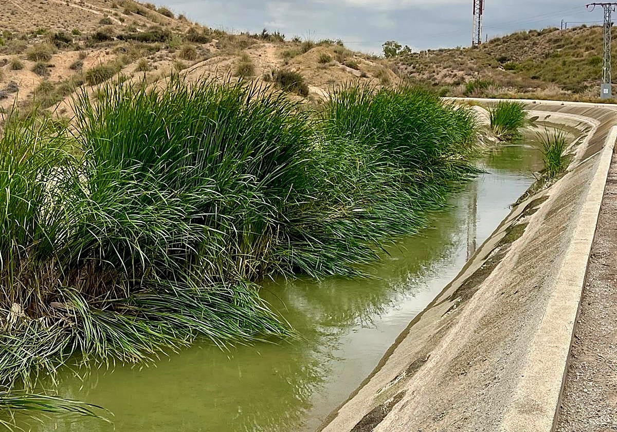 Vegetación en el canal del Trasvase a su paso por Lorca.