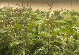 Plantación de marihuana en una imagen de archivo.