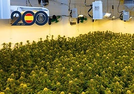 Plantas de marihuana incautadas durante la operación.