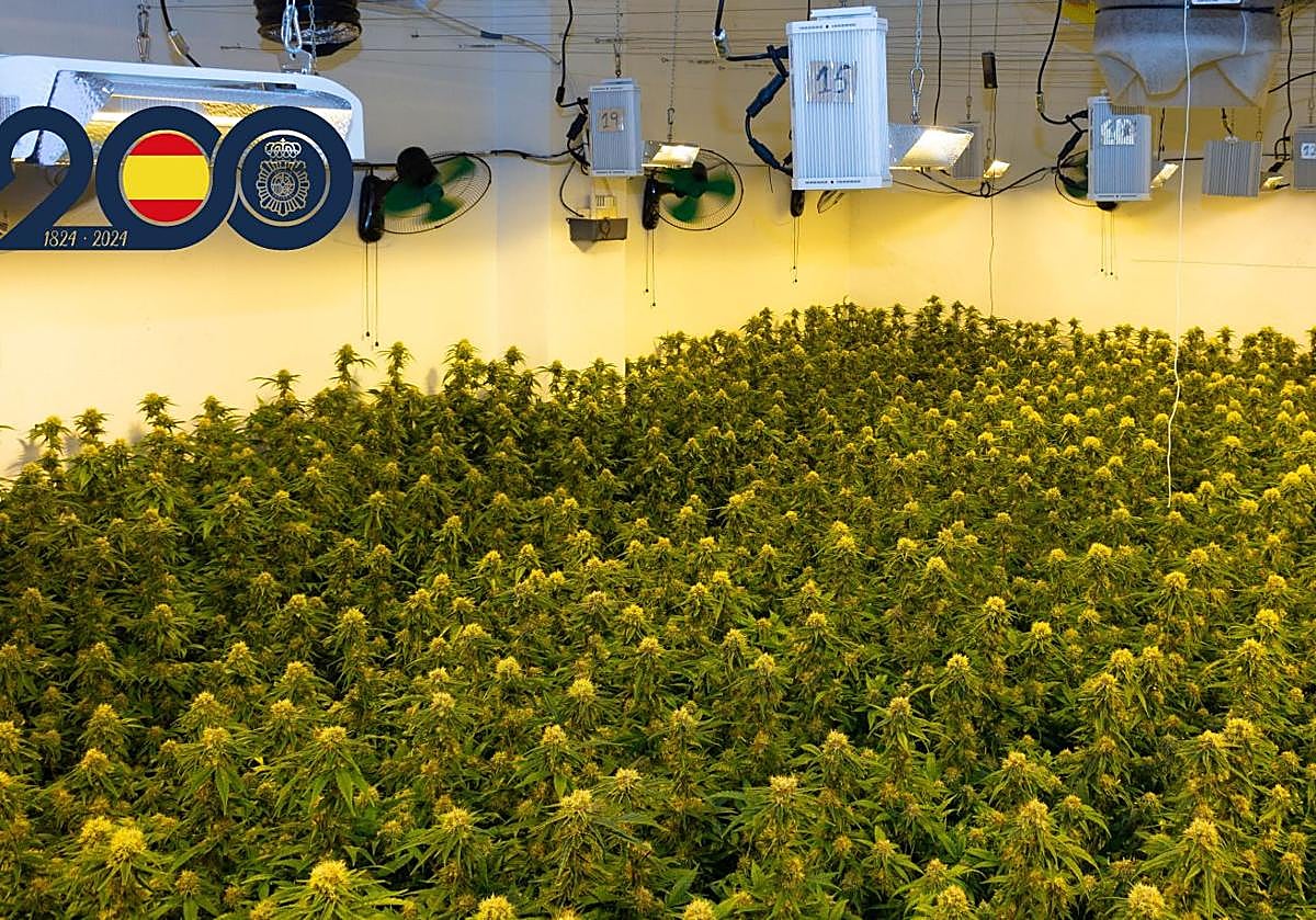 Plantas de marihuana incautadas durante la operación.