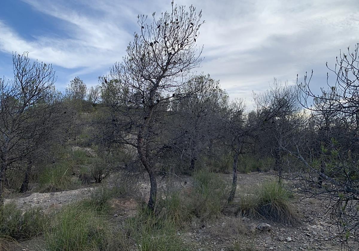 Matorrales en Calasparra afectados por la sequía.