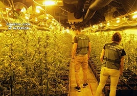 Las plantas de marihuana que se encontraban dentro de la nave.