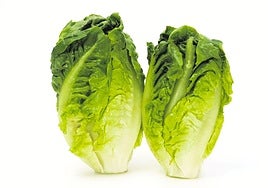 Cogollos de lechuga.