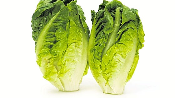 Perdiz, la variedad de lechuga que en Murcia induce a confusión