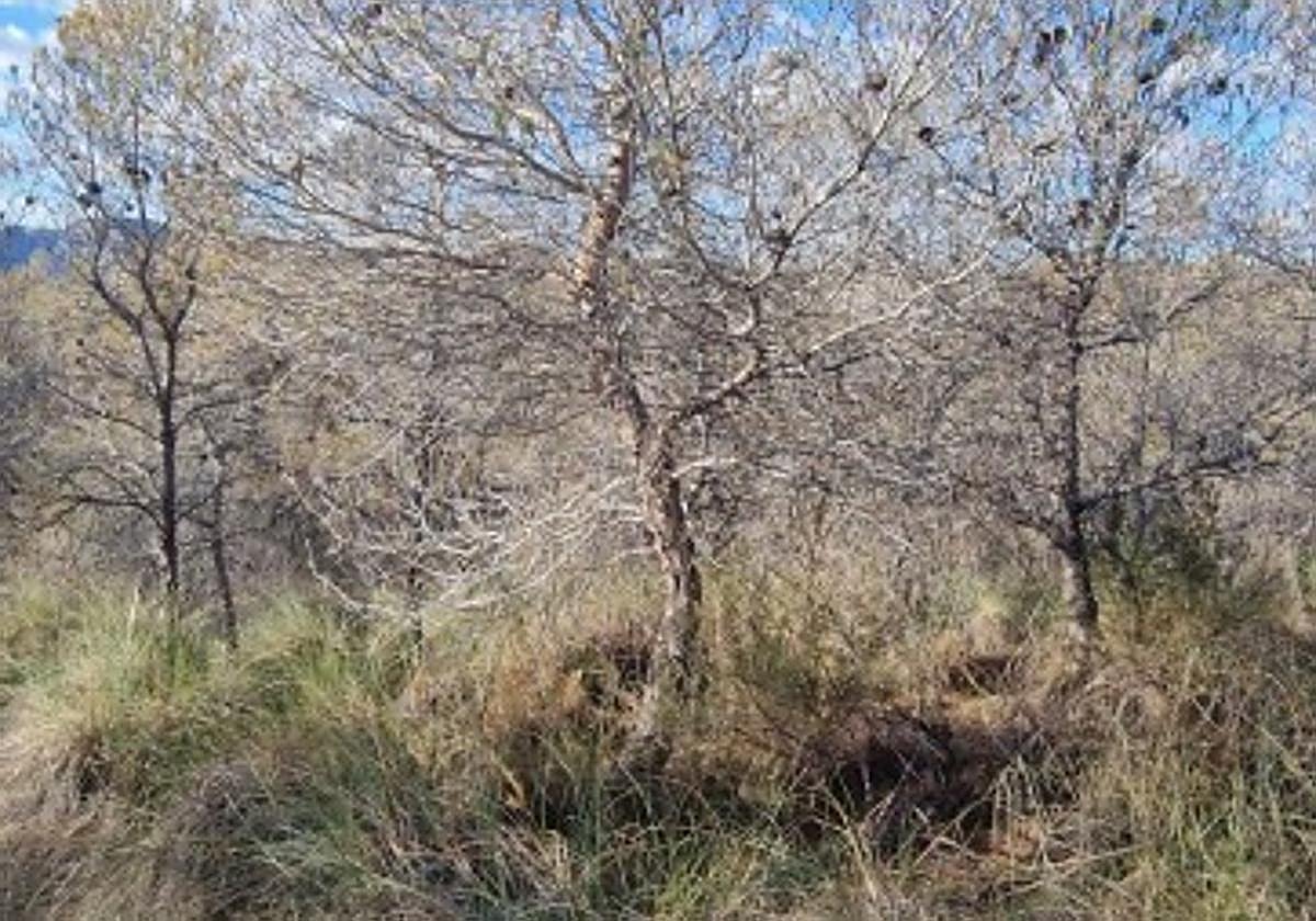 El Gobierno regional promueve actuaciones de selvicultura adaptativa en la Sierra y Serrata del Puerto para mejorar su resiliencia