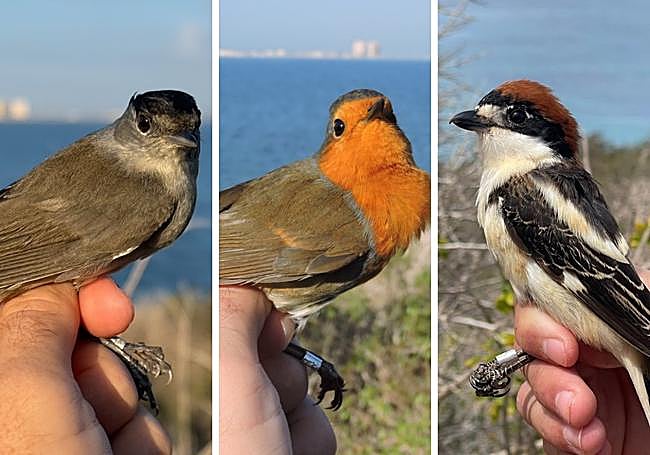 De izquierda a derecha, ejemplares de curruca capirotada, petirrojo europeo y alcaudón común.
