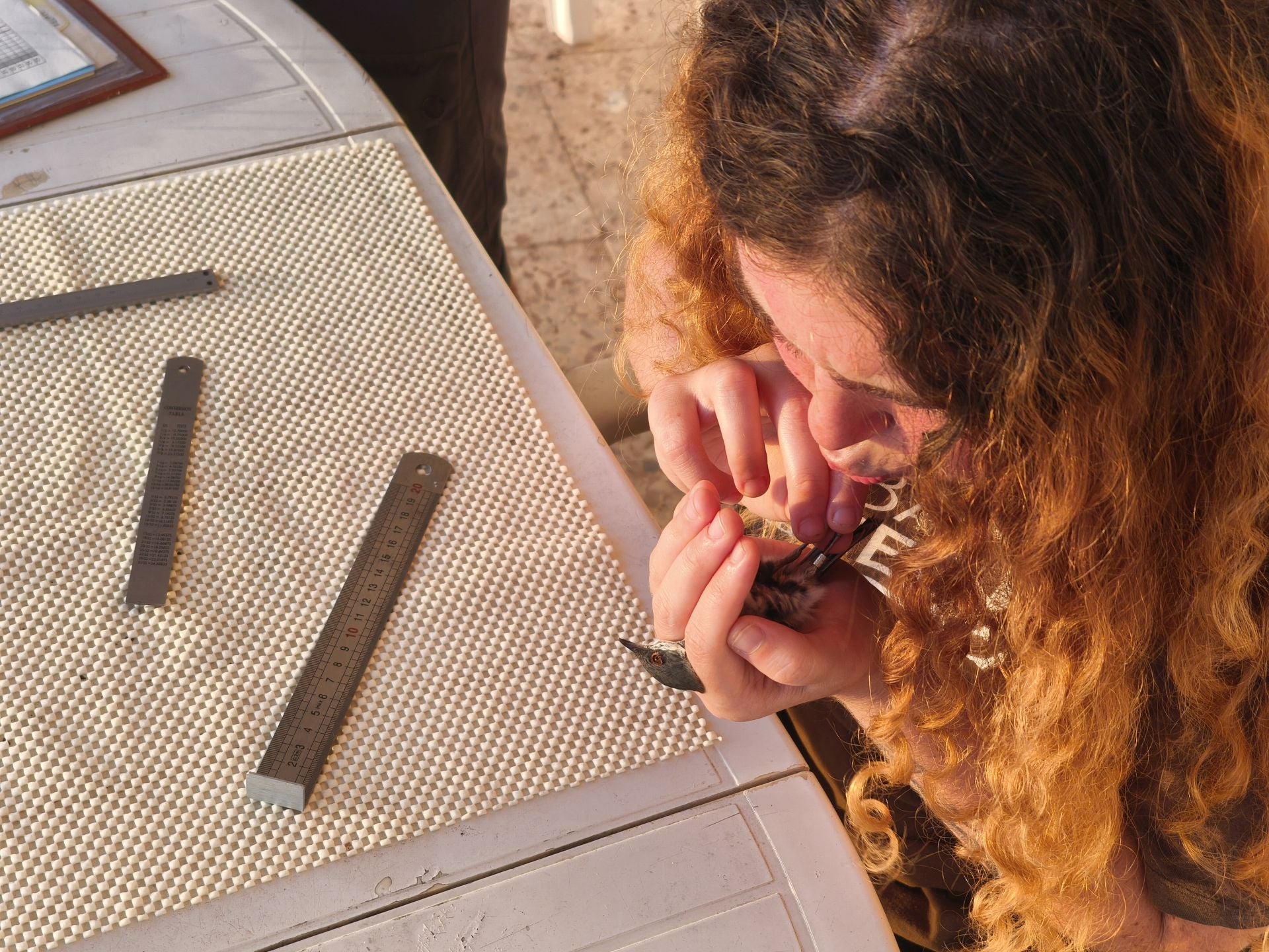 Anillamiento de aves a su paso por Isla Grosa