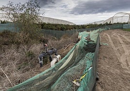 Cauce invadido por un cultivo de limoneros en el término de Torre Pacheco.