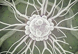 Recreación de hongo transicionando de levadura a micelio realizada por el catedrático Francisco E. Nicolás empleando inteligencia artificial.