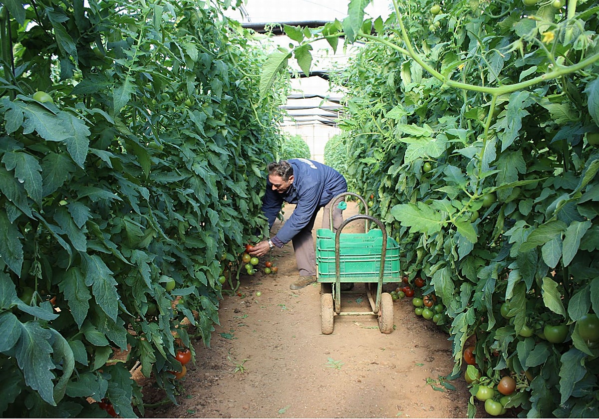 Invernadero de tomates en Águilas, en una imagen de Archivo.