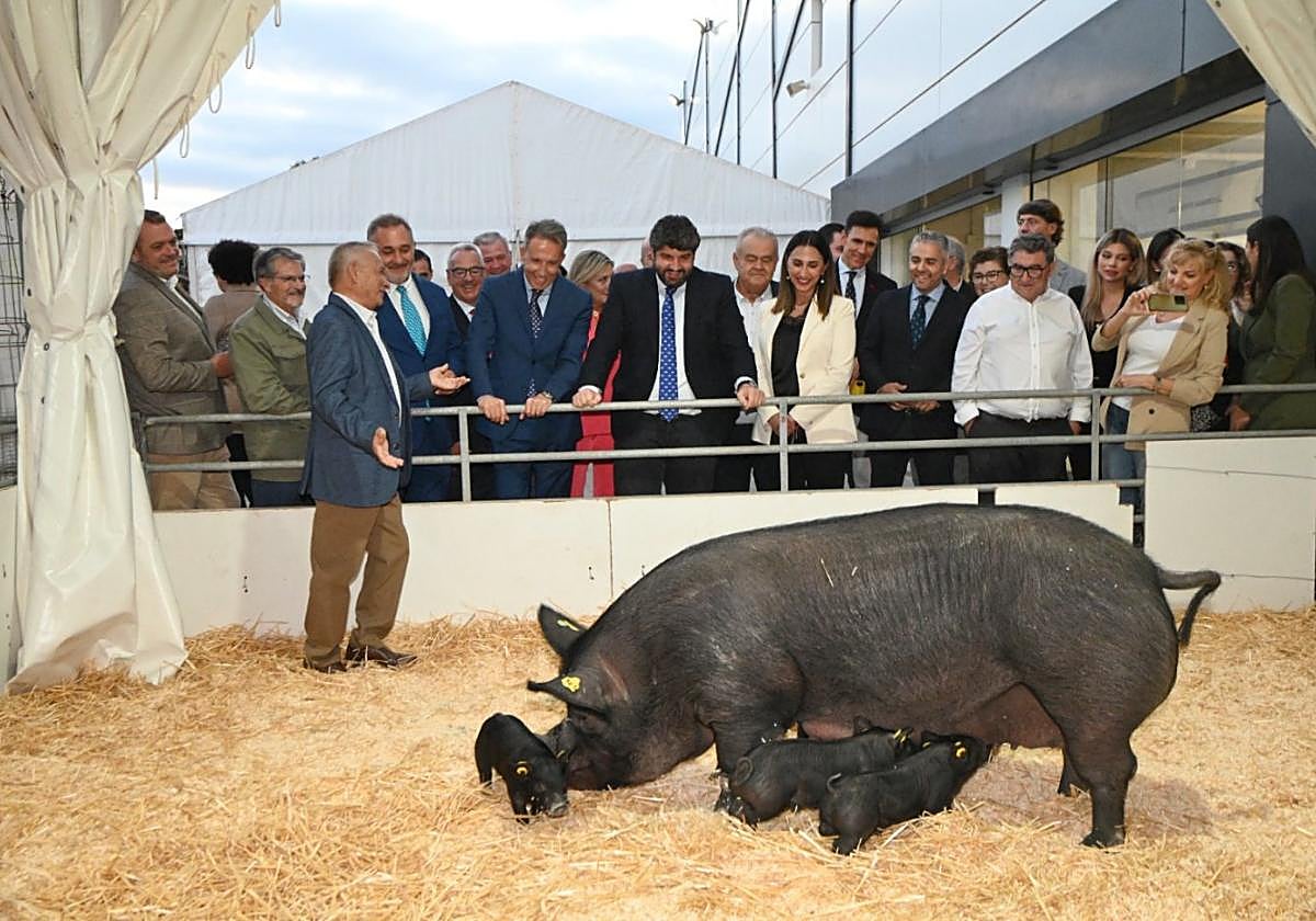 La visita institucional se detiene ante ejemplares de chato murciano en Sepor.