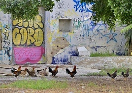 Gallos y gallinas en un solar abandonado de Santiago y Zaraíche, en Murcia.