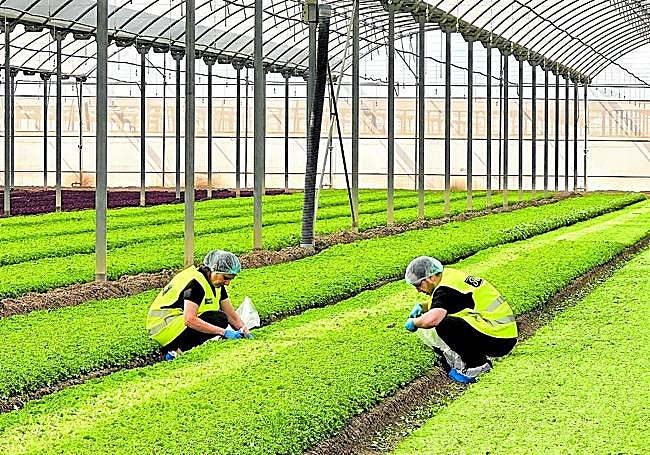 Trabajo dentro del proyecto Agrocare en un invernadero privado con el que colabora la investigación.