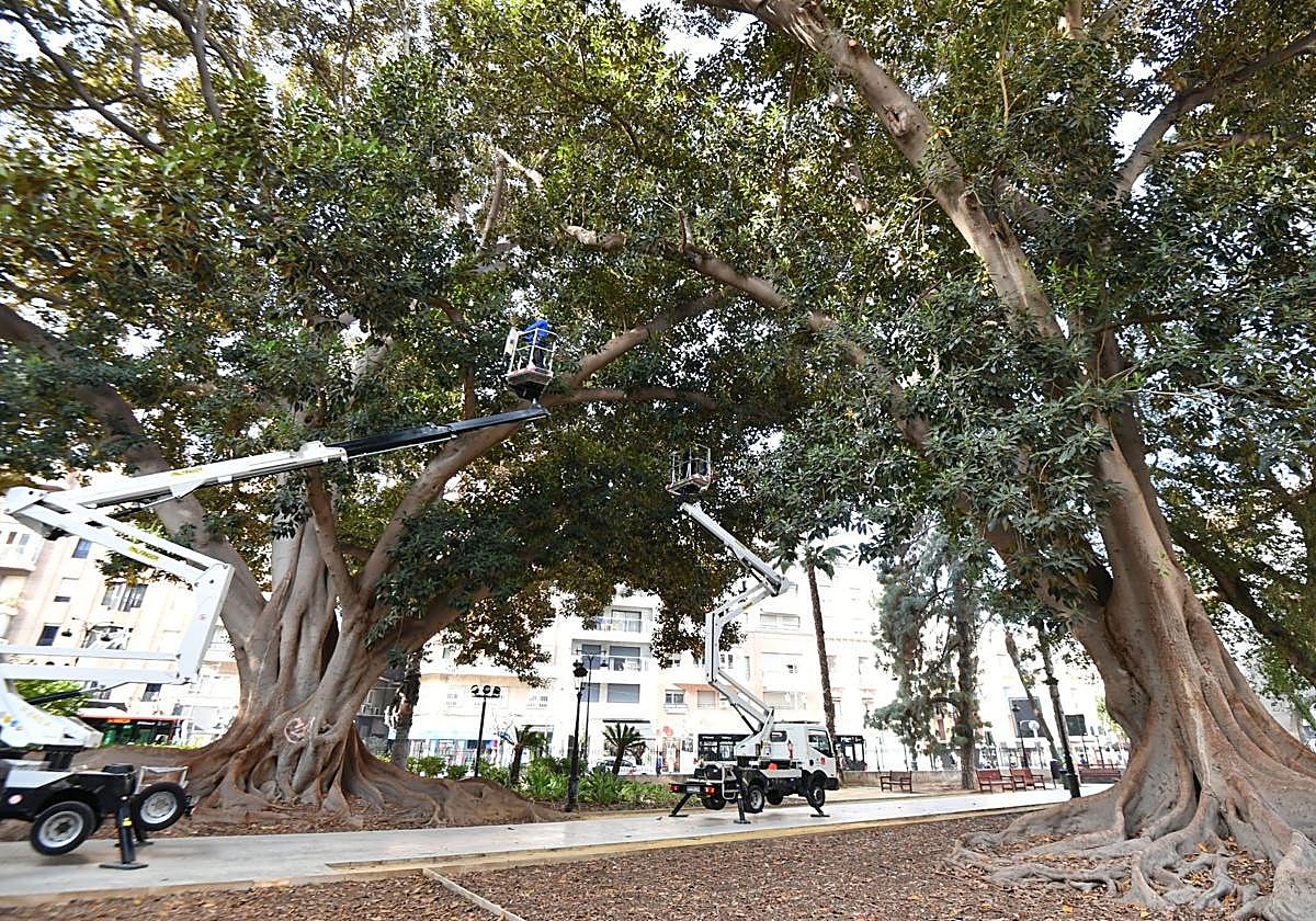 Imagen de la revisión de los ficus del Jardín de Floridablanca en 2024.
