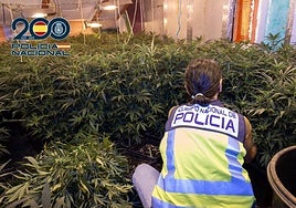 Una agente examina las plantas de marihuana halladas en el interior del inmueble.