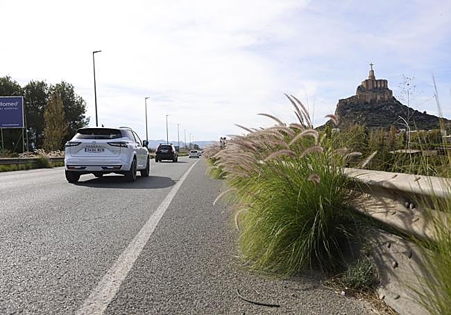Rabo gato en la cuneta de una carretera local, en Monteagudo.