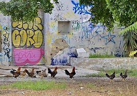 Gallos y gallinas recorren un solar abandonado del centro de Murcia, en una imagen de archivo.