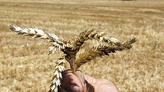 El trigo, clave en la alimentación humana, deja sabrosos platos a la gastronomía regional
