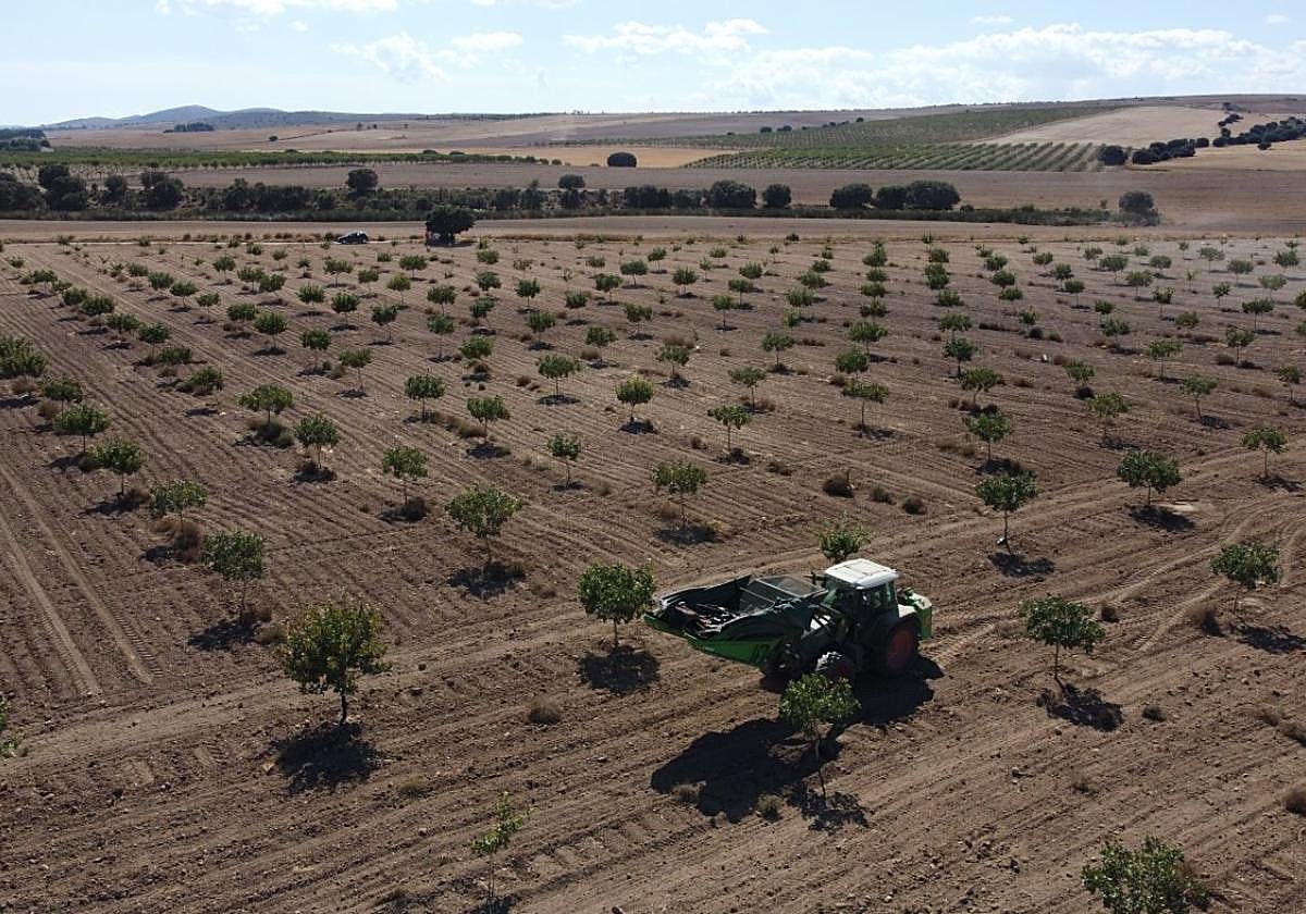 Cosecha del pistacho este año en una de las fincas de los hermanos López en Caravaca de la Cruz.