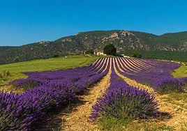 Campo de lavanda en el Campo de San Juan, en Moratalla.